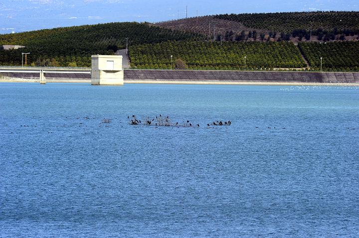 Biviere di Lentini 23.1.2011 (149).jpg